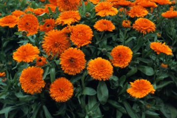 Calendula Flower Powder Organic