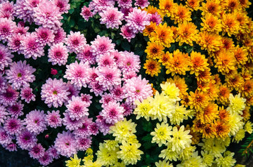 Chrysanthemum Flowers, Organic