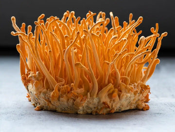 Cordyceps Mushroom Powder, organic