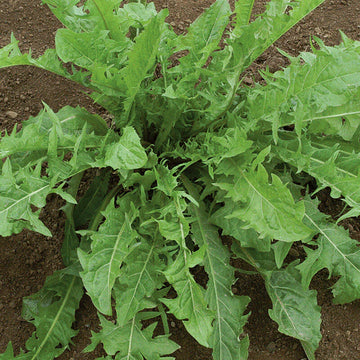 Dandelion Leaf | Organic, Cut & Sifted