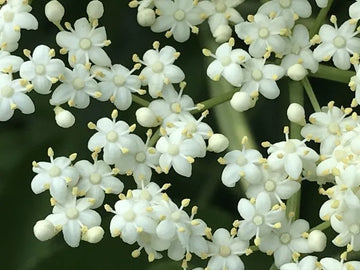 Elderflower c/s, organic