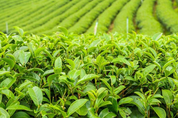 Green Tea c/s