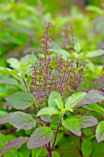 Holy Basil (Tulsi) Leaf (Cut & Sifted, Organic)