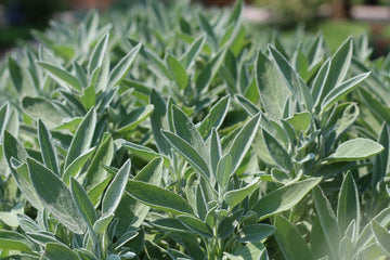 Sage Leaf (Cut & Sifted, Organic)