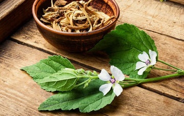 Marshmallow Root (Cut & Sifted)