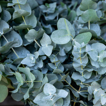 Eucalyptus Leaf (Cut & Sifted)