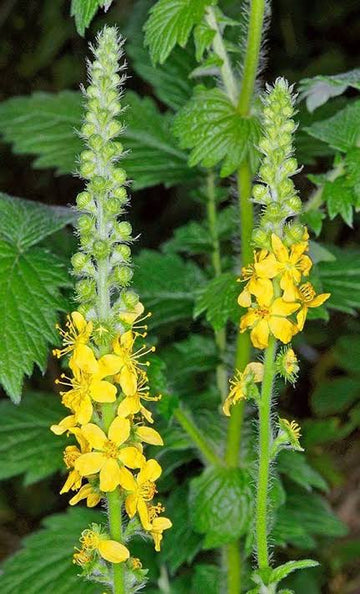 Agrimony