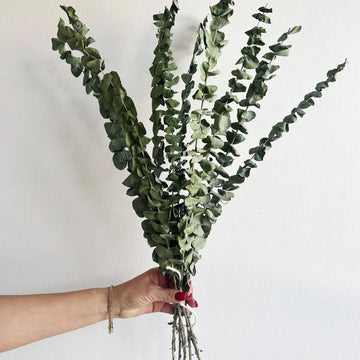 Dried Botanicals | Herbs, Roots, & Mushrooms Salt Crystal Apothic