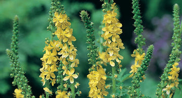 Agrimony c/s