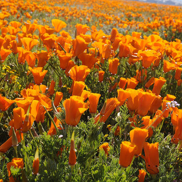 California Poppy, organic