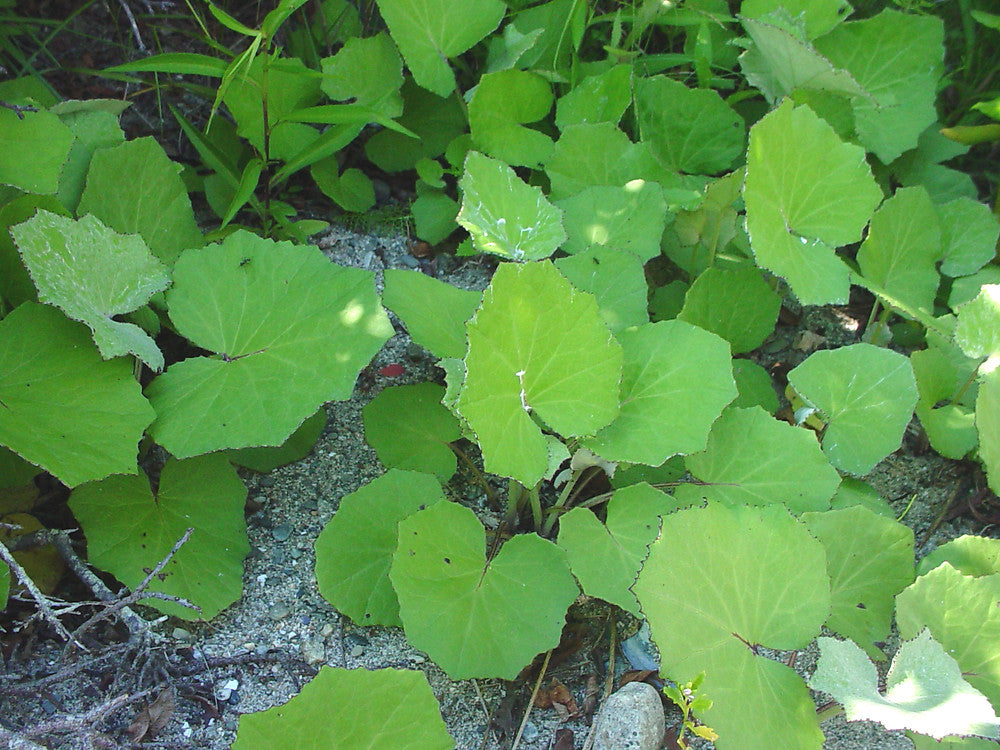 Coltsfoot leaf, organic