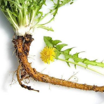 Dandelion Root c/s, organic