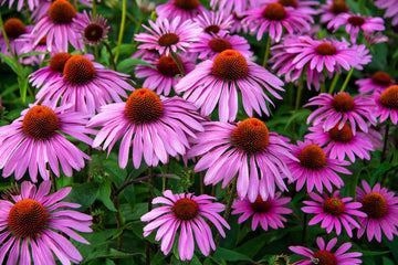 Echinacea Purpurea Herb c/s, Organic