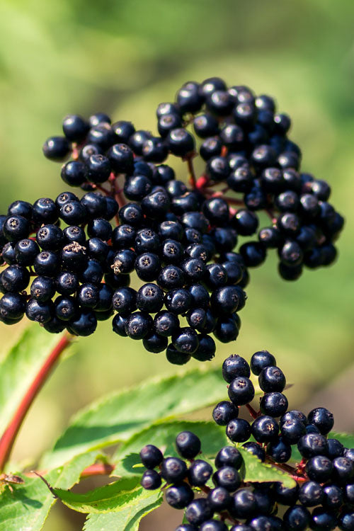 Elderberry Whole, wild crafted