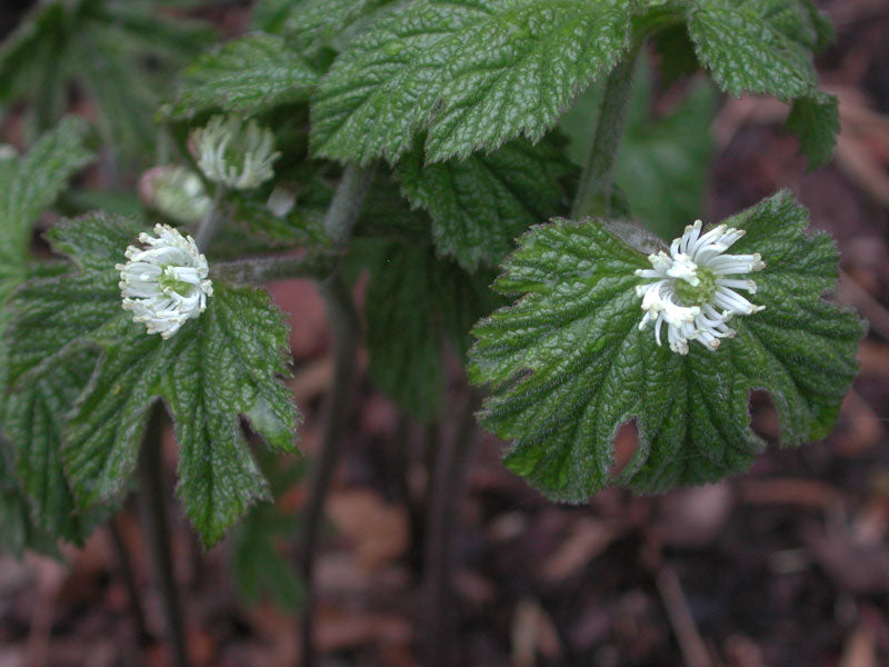 Goldenseal Leaf c/s, wild crafted