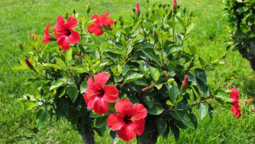 Hibiscus Flower c/s, Organic