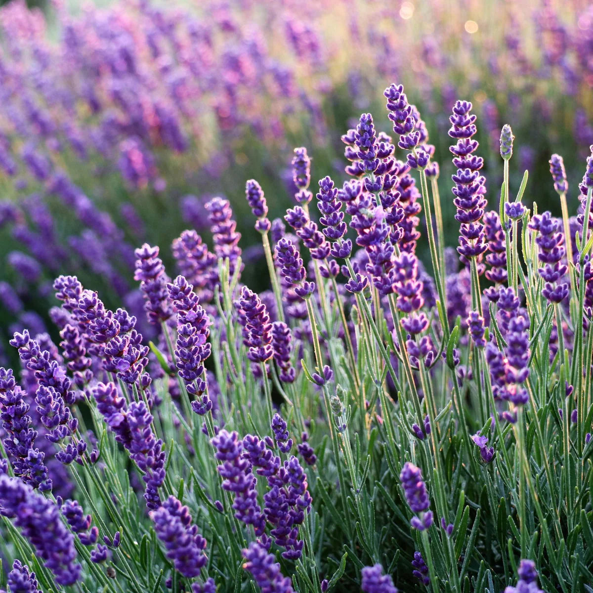 Lavender Flower, organic