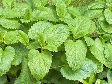 Lemon Balm c/s, organic