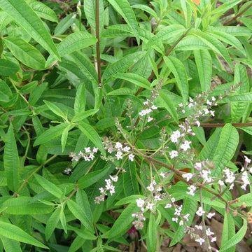 Lemon Verbena c/s, Organic