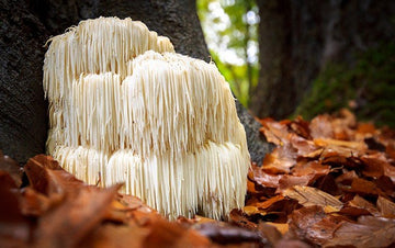 Lion's Mane Mushroom Powder, organic