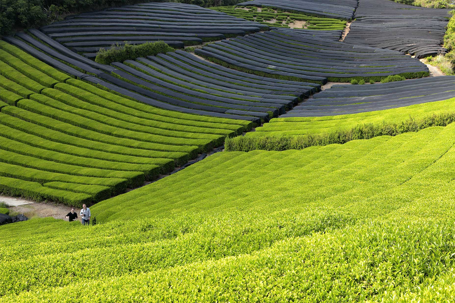 Matcha Tea Powder, fair trade, organic