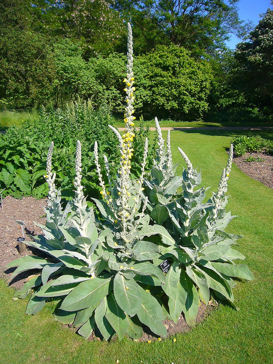 Mullein Leaf c/s, organic