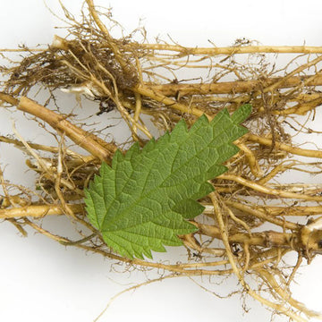 Nettle Root c/s, organic