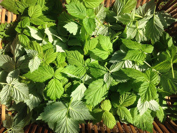 Raspberry Leaf