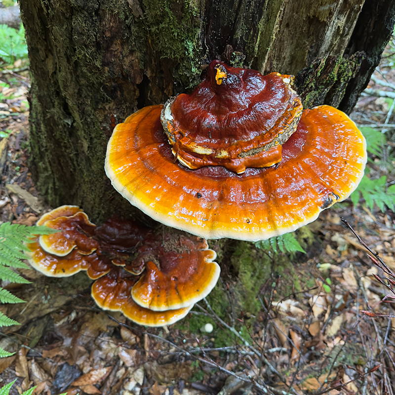 Reishi Mushroom Powder, organic