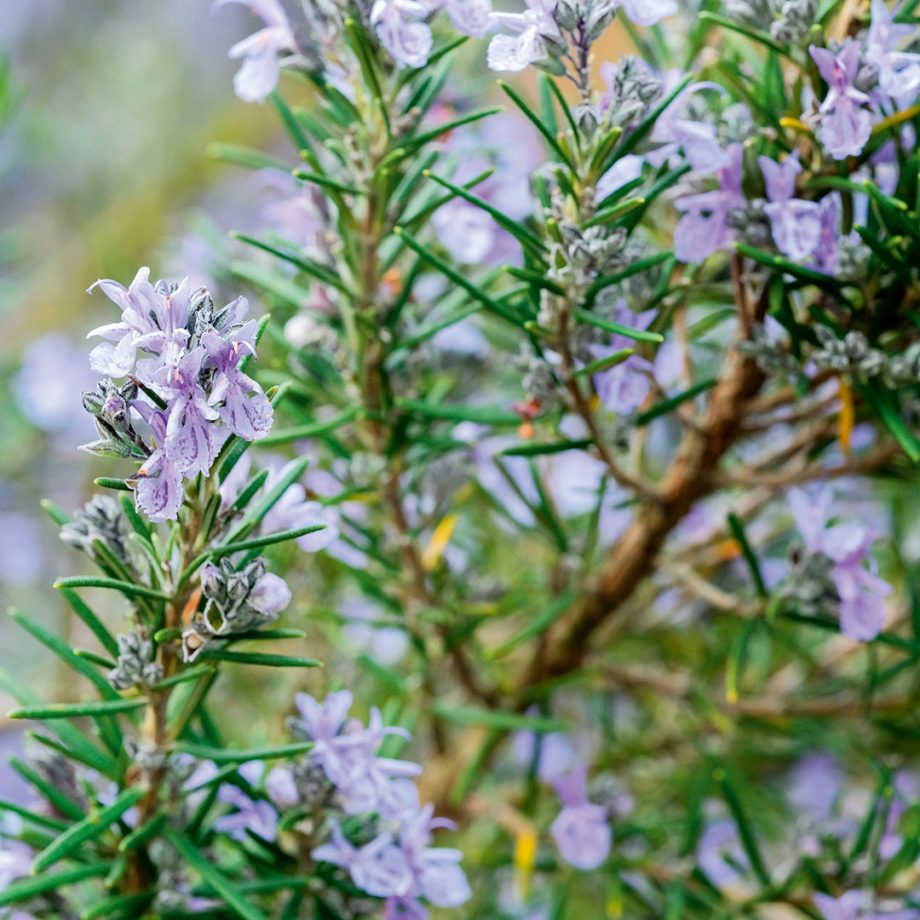 Rosemary, organic