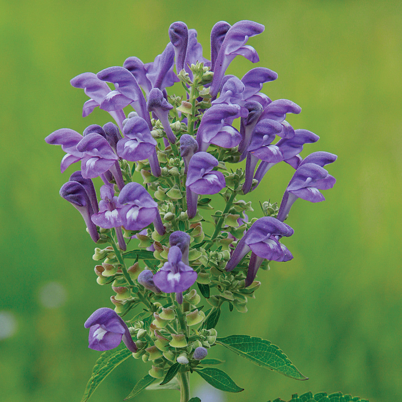 Skullcap, organic