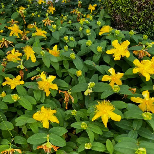 St John’s Wort leaf c/s, organic