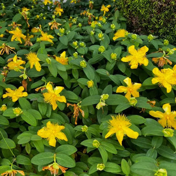 St John’s Wort leaf c/s, organic