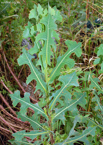 Wild Lettuce c/s