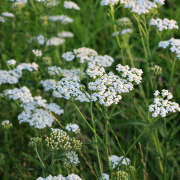 Yarrow Flower c/s, organic