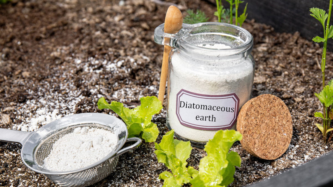 Diatomaceous Earth