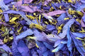 Blue Lotus Petals & Stamens Tree Fifty Four