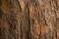 Cat’s Claw Bark | Powder, Wild Crafted HerbCo