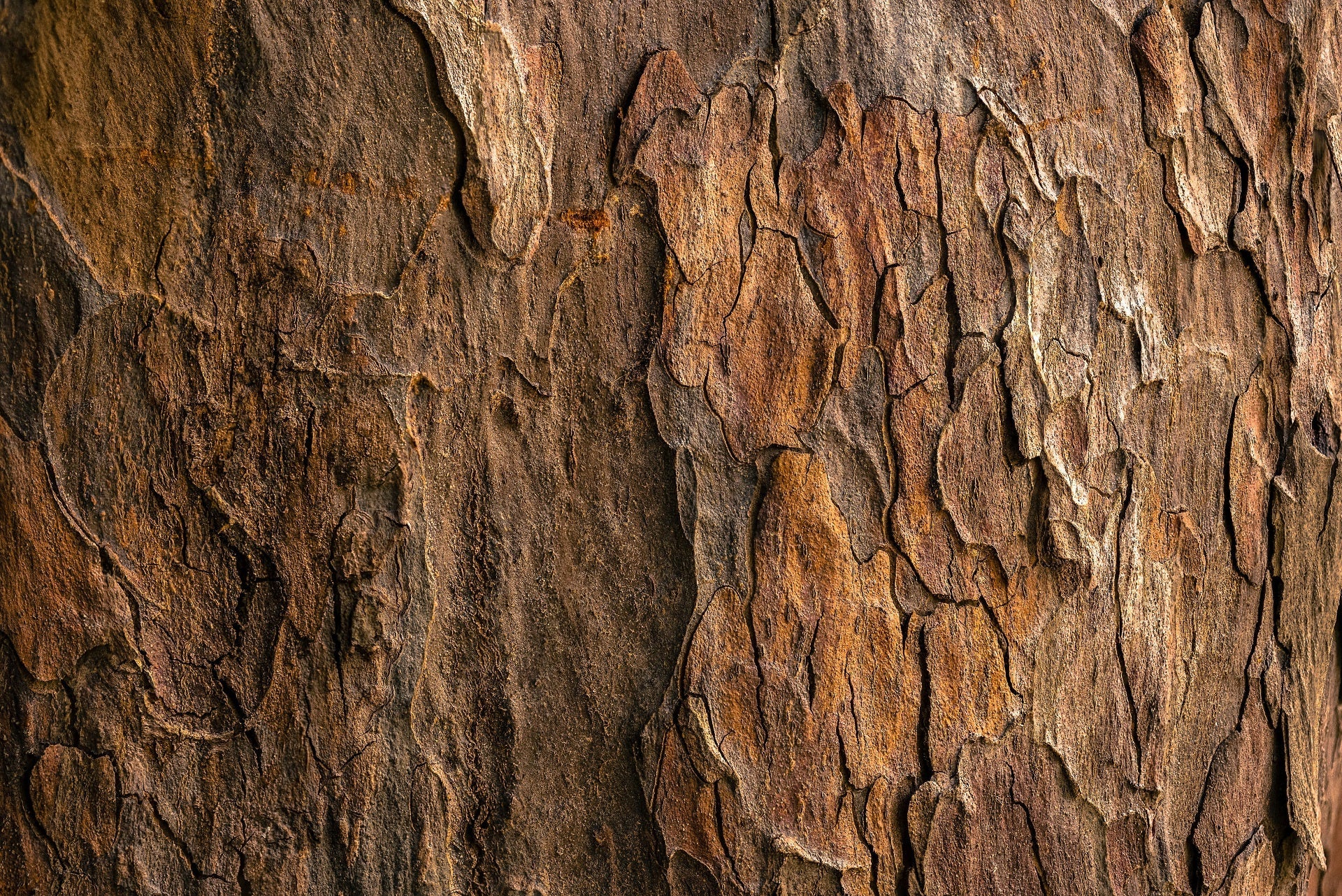 Cat’s Claw Bark | Powder, Wild Crafted HerbCo