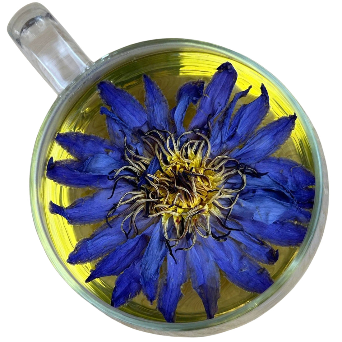 Blue Lotus Whole Flower