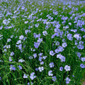Flax Seed | Whole HerbCo