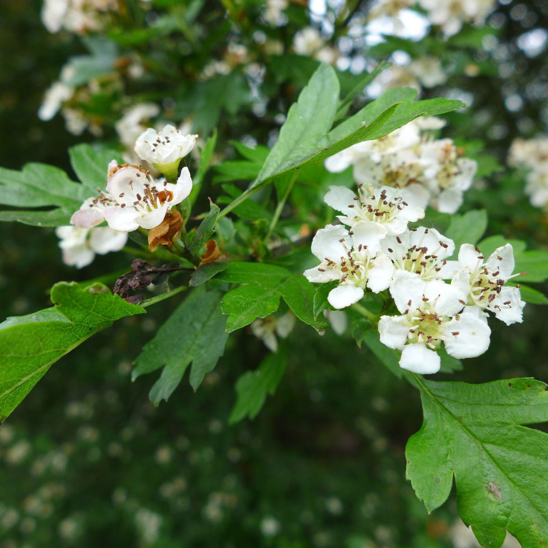 Hawthorn Leaf & Flower | Cut & Sifted, Wild Crafted HerbCo