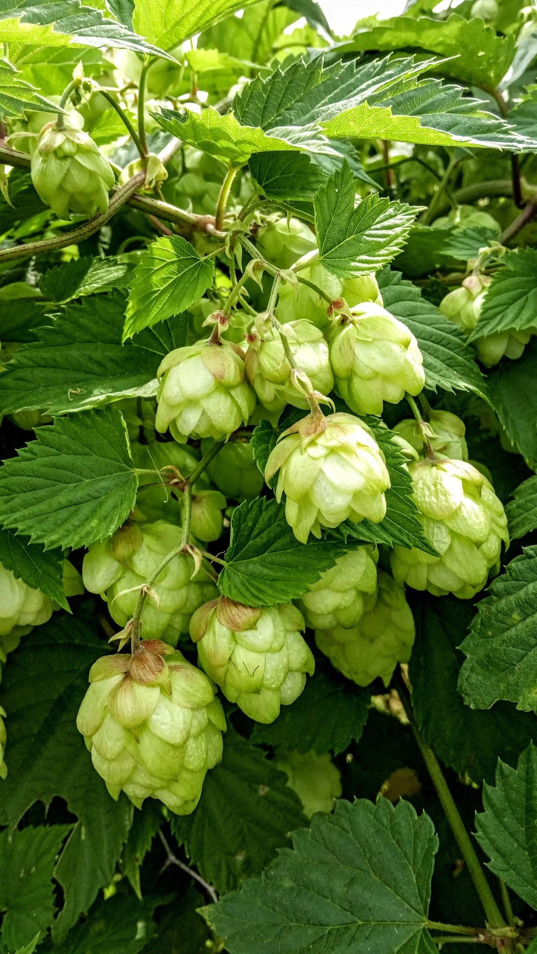 Hops | Whole HerbCo