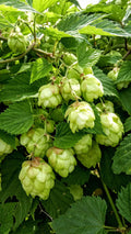 Hops | Whole HerbCo
