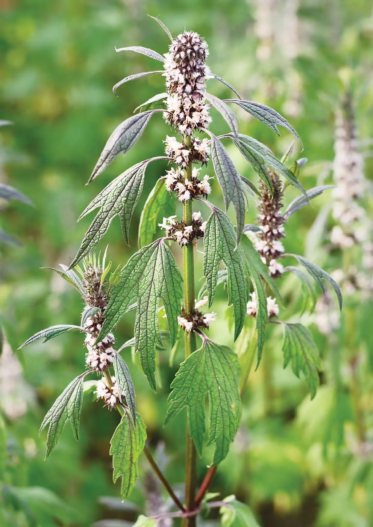 Motherwort | Cut & Sifted, Wildcrafted HerbCo