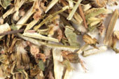 Motherwort | Cut & Sifted, Wildcrafted HerbCo