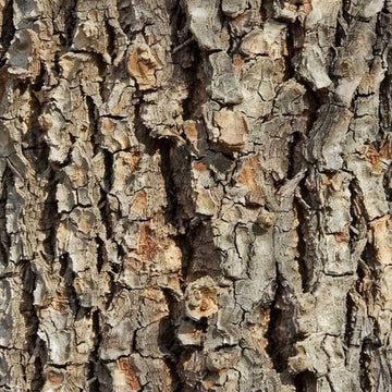 Slippery Elm Bark | Cut & Sifted, Organic HerbCo
