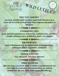 Wild Lettuce | Cut & Sifted, Organic Mountain Rose Herbs